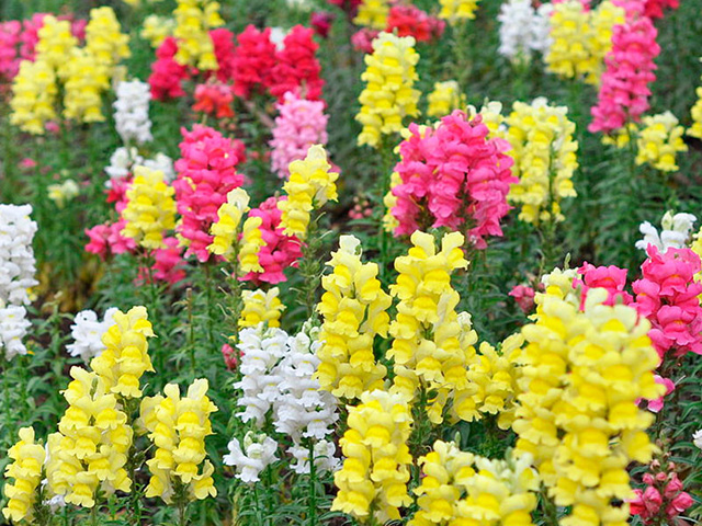 Plantines de temporada