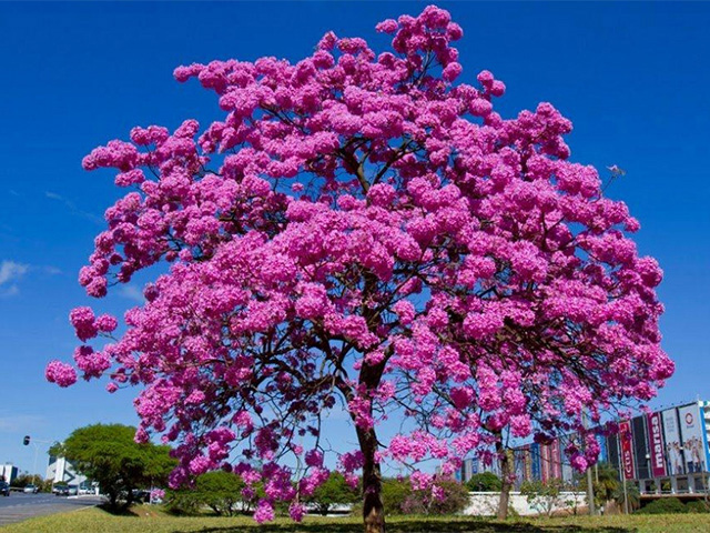 Vivero La Perla